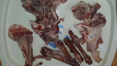 بازگشایی کشتارگاه صنعتی پارسآباد پس از یک سال تعطیلی