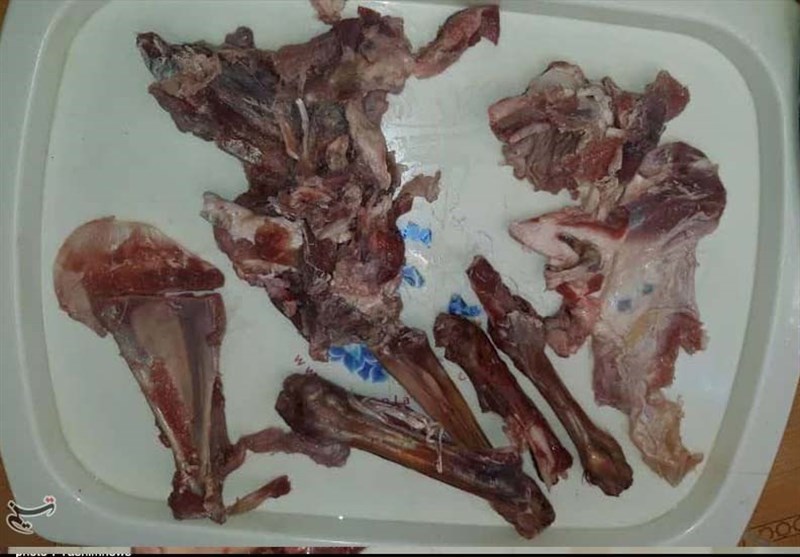 بازگشایی کشتارگاه صنعتی پارسآباد پس از یک سال تعطیلی