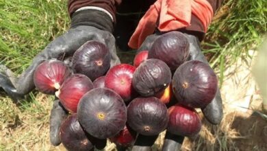 برداشت زودرسترین انجیر جهان از باغات پلدختر + تصاویر