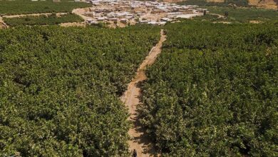 برداشت ۴۶ هزار تن انجیر سیاه از انجیرستانهای پلدختر