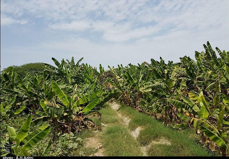 برنامه آموزش مهارتی ویژه میوههای گرمسیری و خرما ابلاغ شد