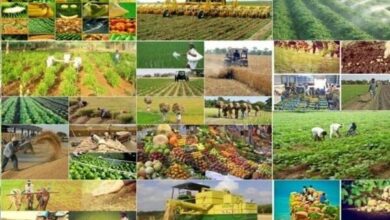 بهار ١٤٠٢، رشته فعالیتهای گروه کشاورزی رشد منفی داشت