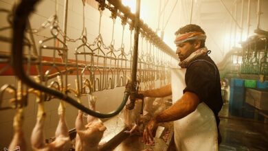 بهینهسازی کشتارگاه صنعی دام شهرداری اراک