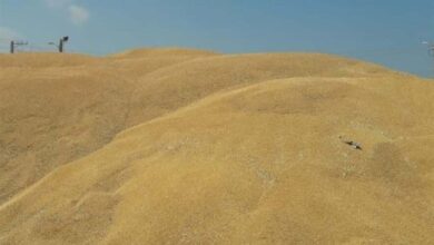 تعاون روستایی ۴۷ هزار تن گندم کشاورزان بوشهری را خریداری کرد