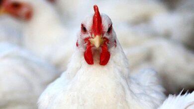 تهدید مرغهای اوکراینی برای مرغداران اروپایی