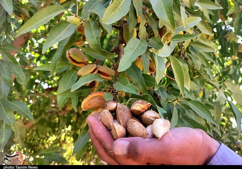 تولید میوههای سردسیری و خشک امسال ۸ درصد افزایش مییابد