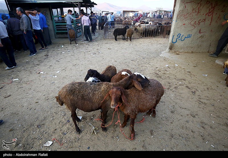 جمعآوری جایگاههای فروش غیرمجاز دام در خرمآباد
