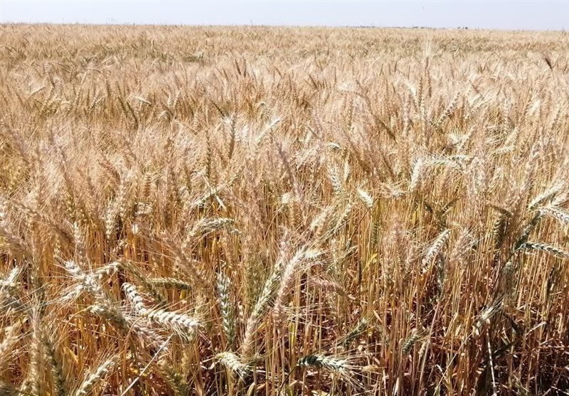 خرید تضمینی گندم در استان مرکزی از مرز ۲۵۵ هزار تن گذشت