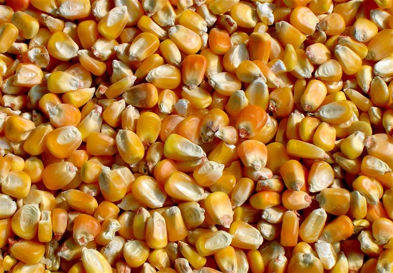 دامپزشکی: ذرتهای موجود در انبارهای همدان مشکلی ندارند