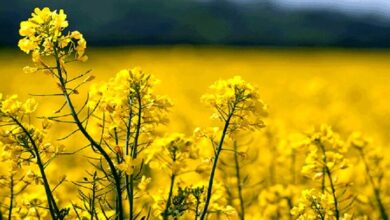 دلسردی کشاورزان در کاشت دانههای روغنی/الزام کد شناسا برای چای