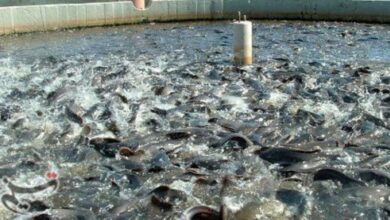 ذخیرهسازی ۳ میلیون قطعه بچه ماهی در قفسهای پرورشی سواحل تنگستان