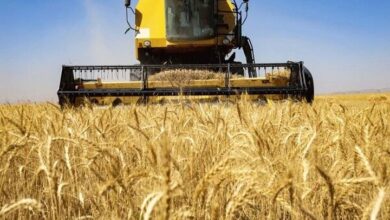 سازمان برنامه: مطالبات گندم کاران تا پایان مهر تسویه میشود