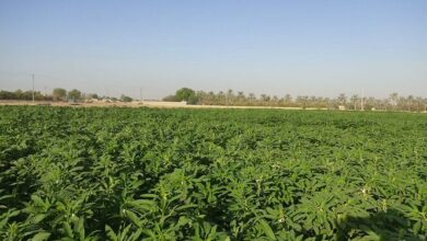 ضرورت حرکت از کشت سنتی به کشاورزی دانشبنیان/ رشد تولید گندم دیم