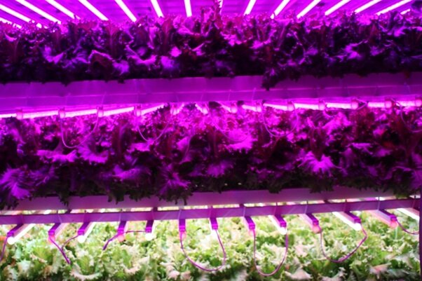 فناوری کشاورزی در محیطهای کنترلشده و سیستم کشتهای عمودی و چالشهای پیش رو