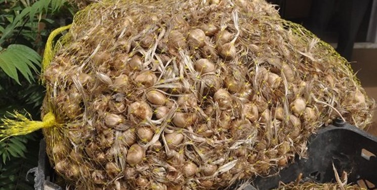 قاچاق پیاز زعفران یا محمولههای بدون مجوز در خراسانجنوبی؟!