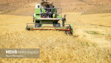 قیمت ۱۹.۵۰۰ تومان خرید گندم بر اساس نرخ تورم تعیین شده است