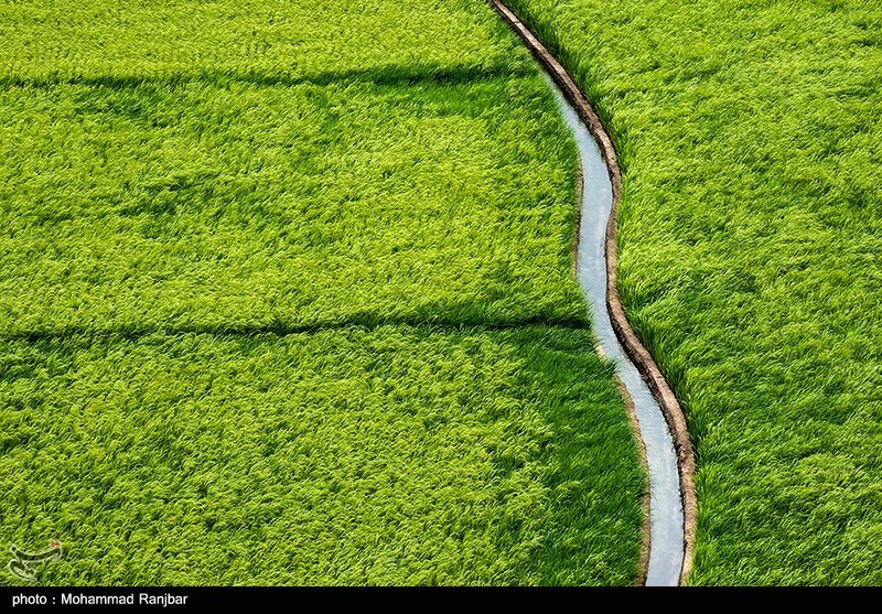 ماجرای بالا آمدن آب سد درودزن و آبگرفتگی شالیزارها چه بود؟