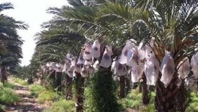 محرومیتزدایی در محرومترین منطقه ایران/ ایجاد بزرگترین نخلستان «مَجول» دنیا در بشاگرد 