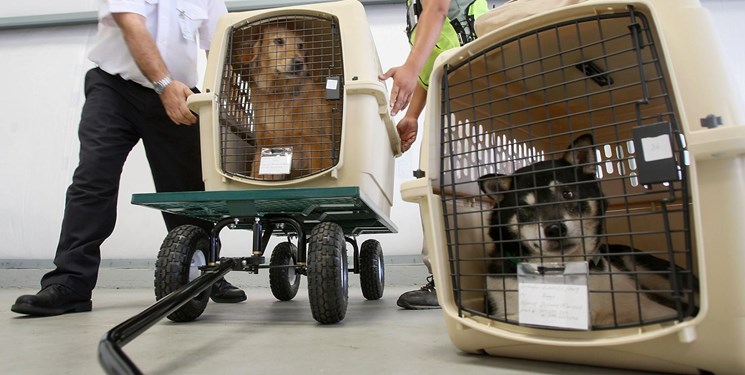 ممنوعیت ورود حیوان زنده به محوطه ترمینالهای مسافری