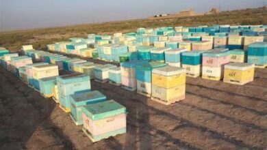 ممنوعیت کوچ و جابهجایی زنبورستانهای استان تهران از ۱۵ مهرماه