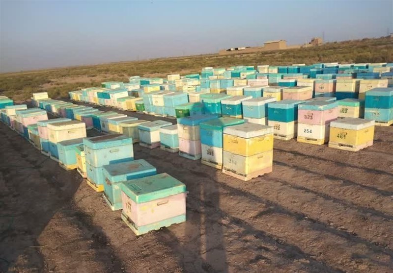 ممنوعیت کوچ و جابهجایی زنبورستانهای استان تهران از ۱۵ مهرماه