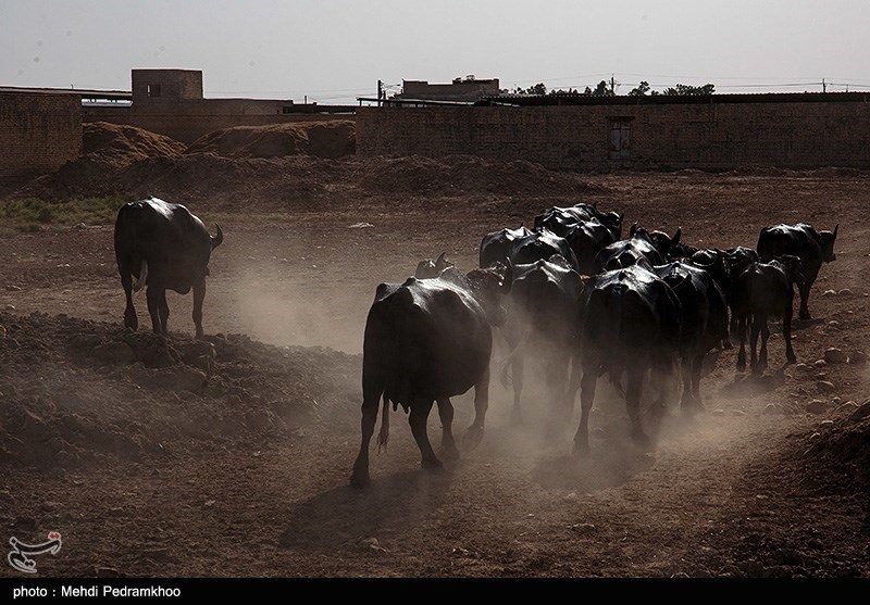 مهار ۲۵ راس احشام سنگین قاچاق در مرزهای بلوچستان