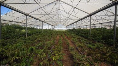 هزار میلیارد تومان تسهیلات کمبهره در اختیار کشاورزان قرار میگیرد