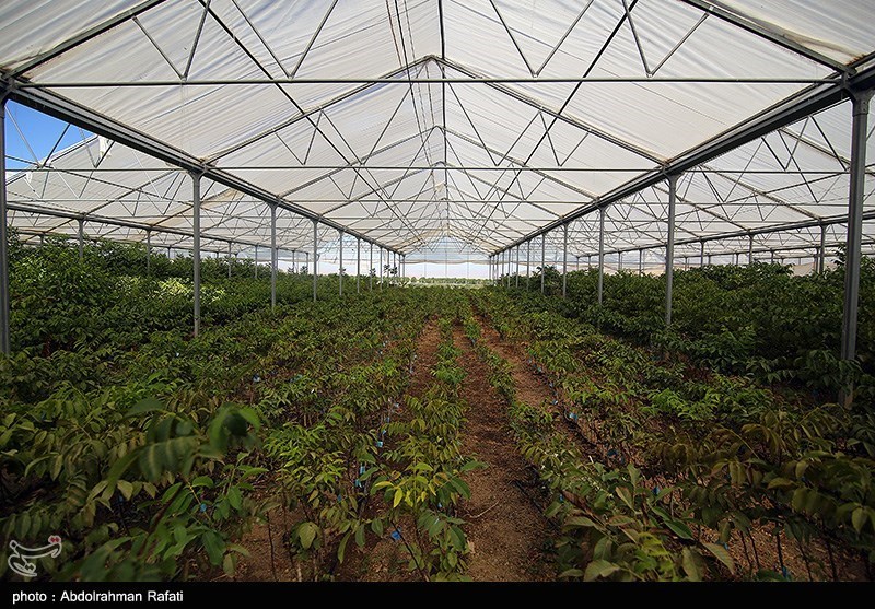 هزار میلیارد تومان تسهیلات کمبهره در اختیار کشاورزان قرار میگیرد