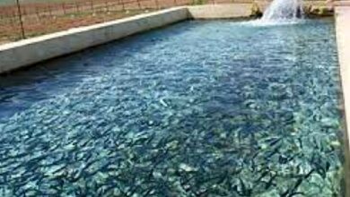 همکاریهای شیلاتی ایران و روسیه گسترش مییابد