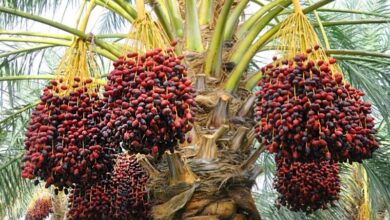 وضعیت بغرنج نخلداران خوزستانی/ دلالان شیرینی خرما را بر کام کشاورزان تلخ کردهاند + فیلم