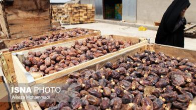 پیشبینی تولید یک میلیون و ۳۰۰ هزار تن خرما/ موانع صادراتی رفع شود
