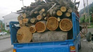 کشف 3 تن چوب قاچاق در خراسانجنوبی