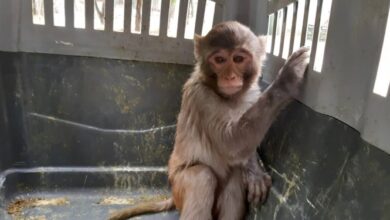 کشف میمون وحشی در نجفآباد و انتقال آن به باغ وحش صفه