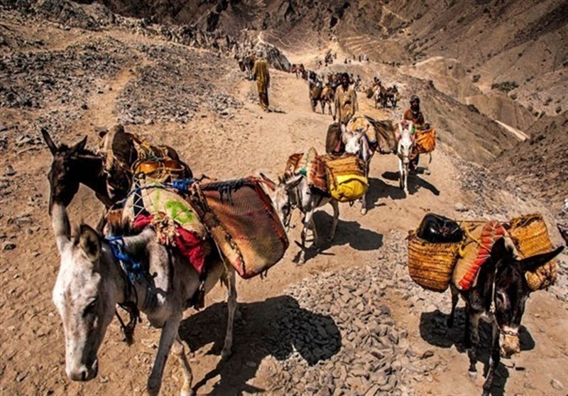 کشف ۳۰۰ کیلو تریاک از ۸ قاطر در مرزهای بلوچستان