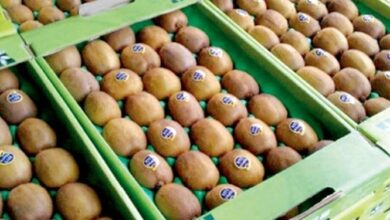 کیوی از مهر صادر میشود