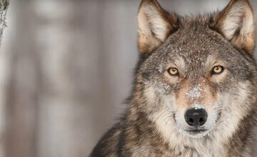 گرگهای متواری مهردشت پیدا نشدهاند