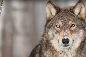 گرگهای متواری مهردشت پیدا نشدهاند