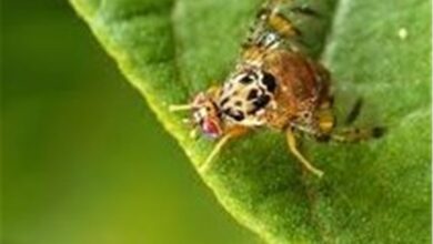 ۱۰۰۰ لیتر پروتئین و سم رایگان ویژه مبارزه با آفت مگس مدیترانهای در کاشان توزیع شد