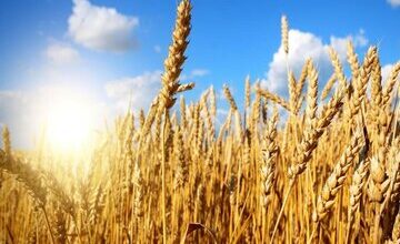 ۱۱۰ هزار میلیارد تومان از مطالبات گندمکاران پرداخت شد