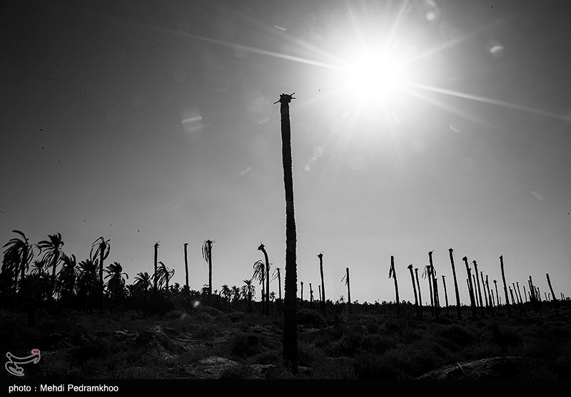 ۲۵۰ نخل خرمای بارور در سراوان خاکستر شد