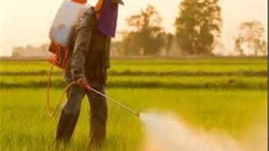 ۶۰ درصد سموم، کود و آفتکشها در کشت برنج استفاده میشوند