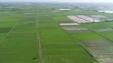 3 پیشنهاد برای موفقیت طرح واگذاری و یکپارچهسازی زمینهای کشاورزی