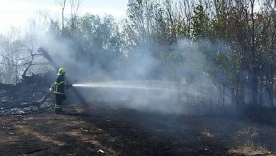 آتشسوزی محدود در نیزارهای منطقه سپاه بوشهر مهار شد