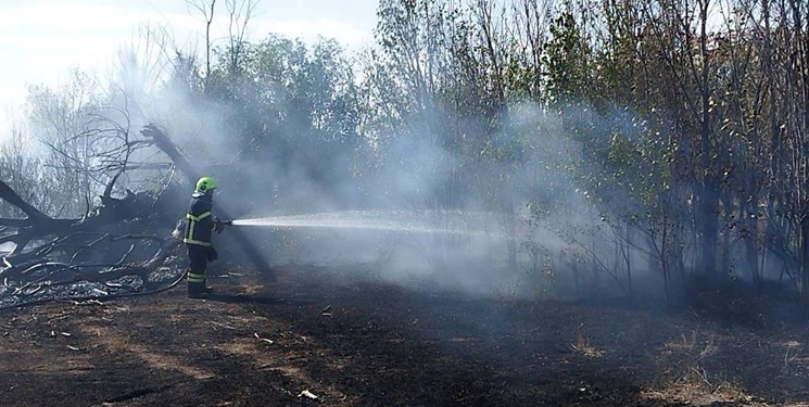 آتشسوزی محدود در نیزارهای منطقه سپاه بوشهر مهار شد