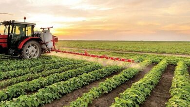 ابلاغ قیمت خریدتضمینی گندم بهزودی/پیشنهادطرح جهش تولید برای گوشت