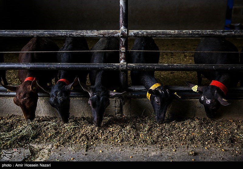 احیای واحدهای راکد دامداری در استان همدان