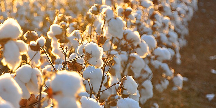 استفاده از انرژی هستهای برای مقاومسازی مزارع پنبه در برابر آفات