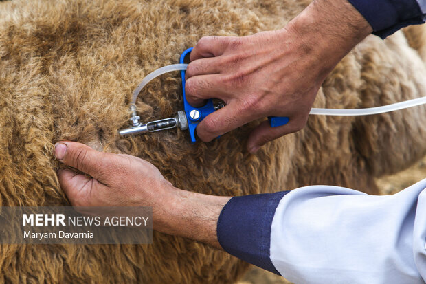 امسال نخستین دوره آموزش بینالمللی در حوزه دامپزشکی برگزار شد