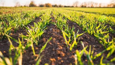 انعقاد تفاهمنامه همکاری بین وزارت جهاد کشاوزری و سازمان بسیج مستضعفین