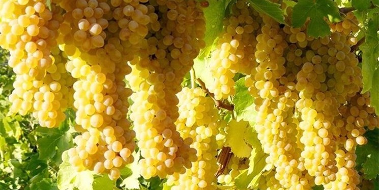 انگور و گلابی گلخانهای برای نخستین بار در ابهر تولید میشود